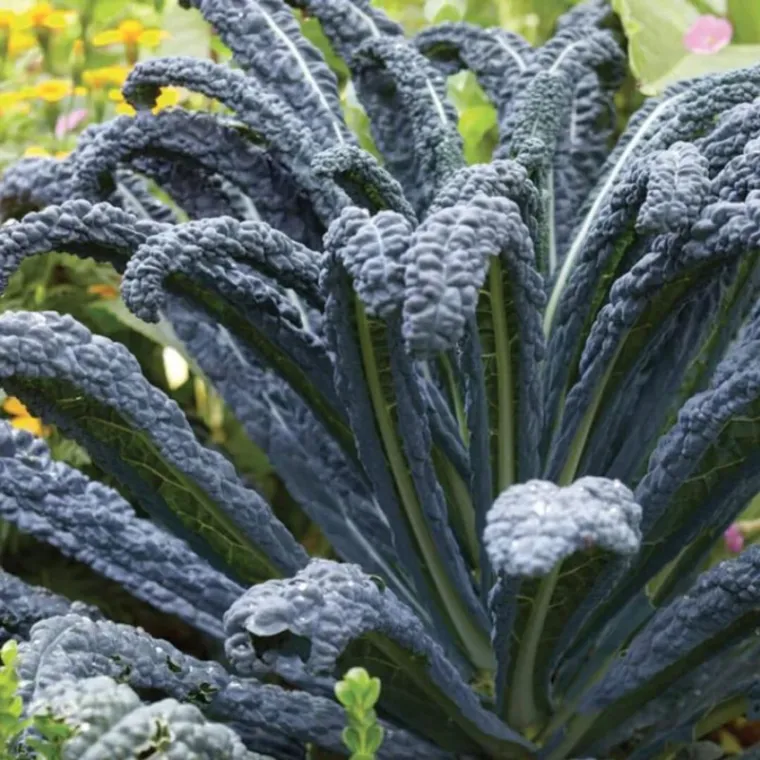 cultivo de kale negro toscano