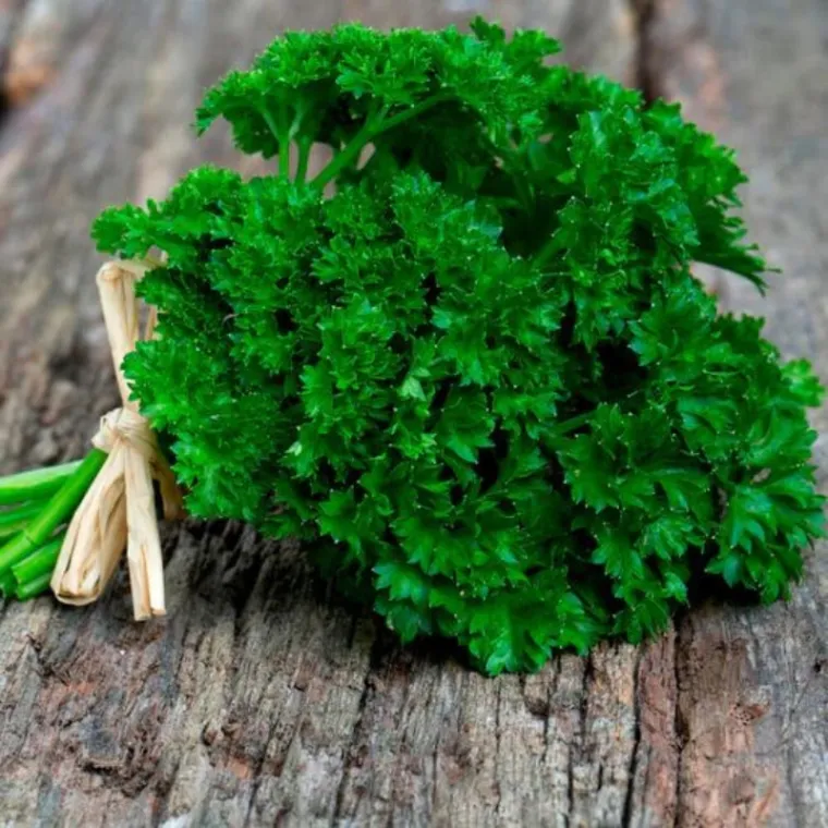 semillas de perejil crespo