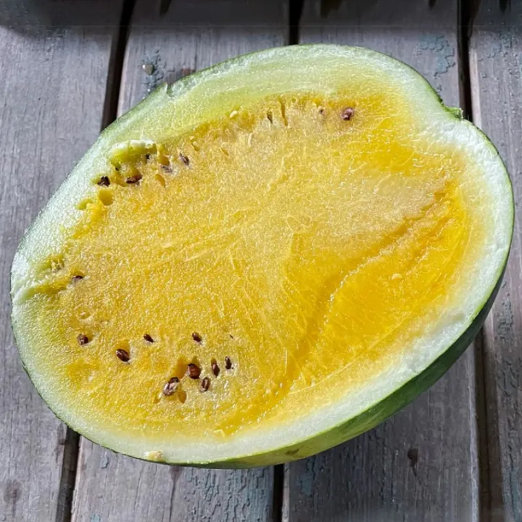 cultivo de sandia