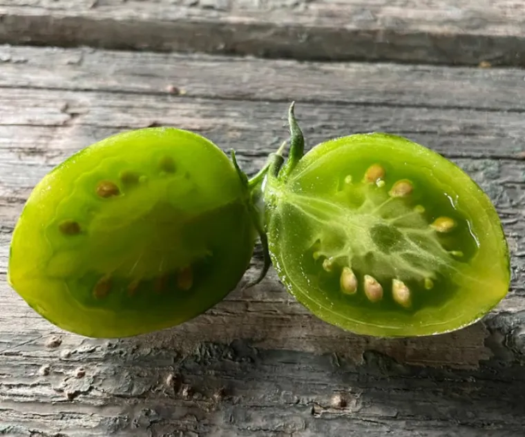 cultivo de tomate cherry verde