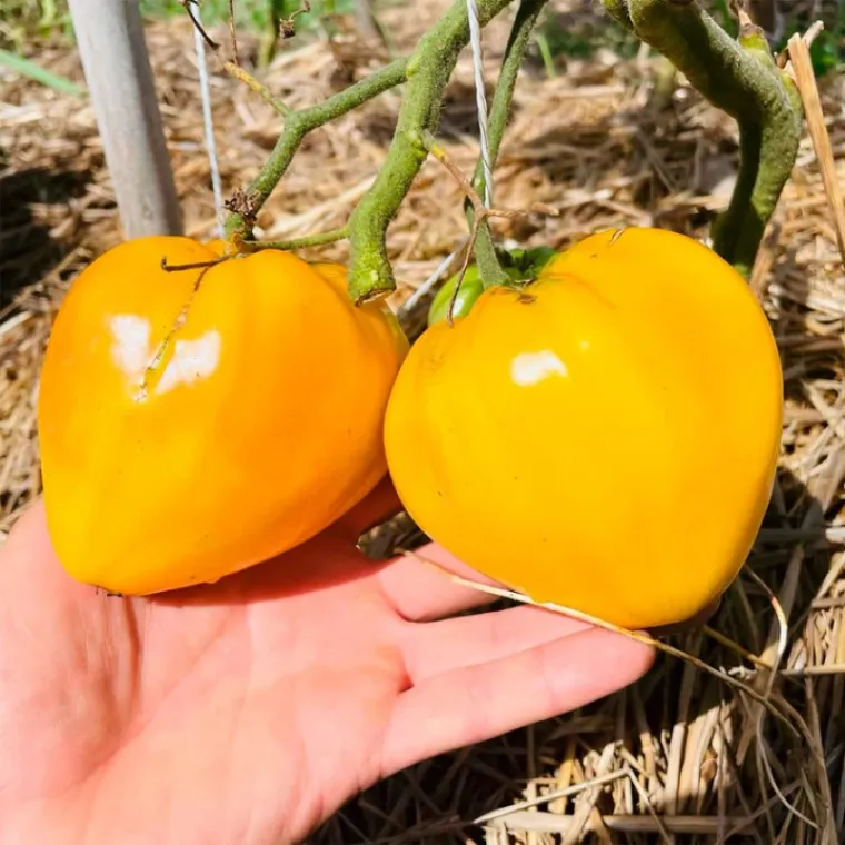 tomates exoticos