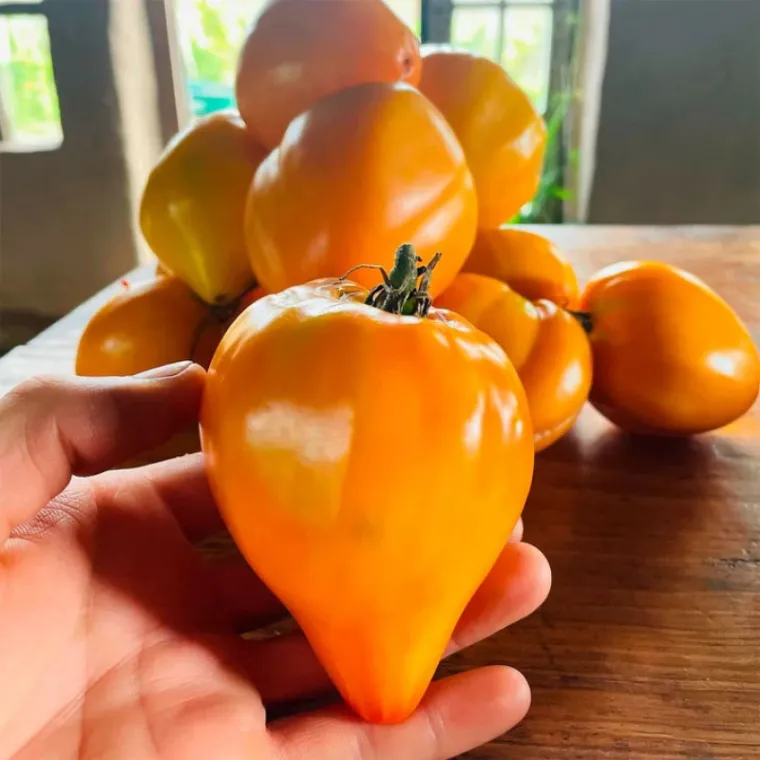 semillas de tomate corazon amarillo