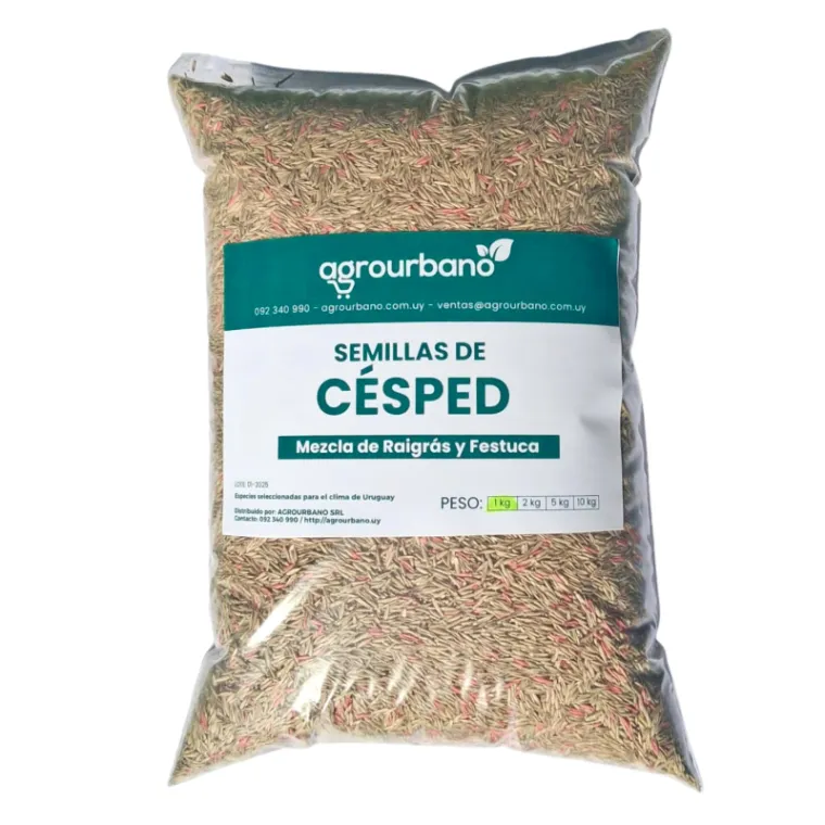 semilllas de césped raigras y festuca